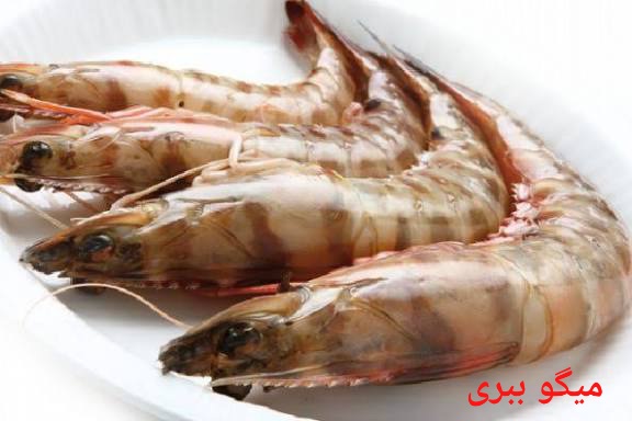 قیمت بهترین میگو ببری